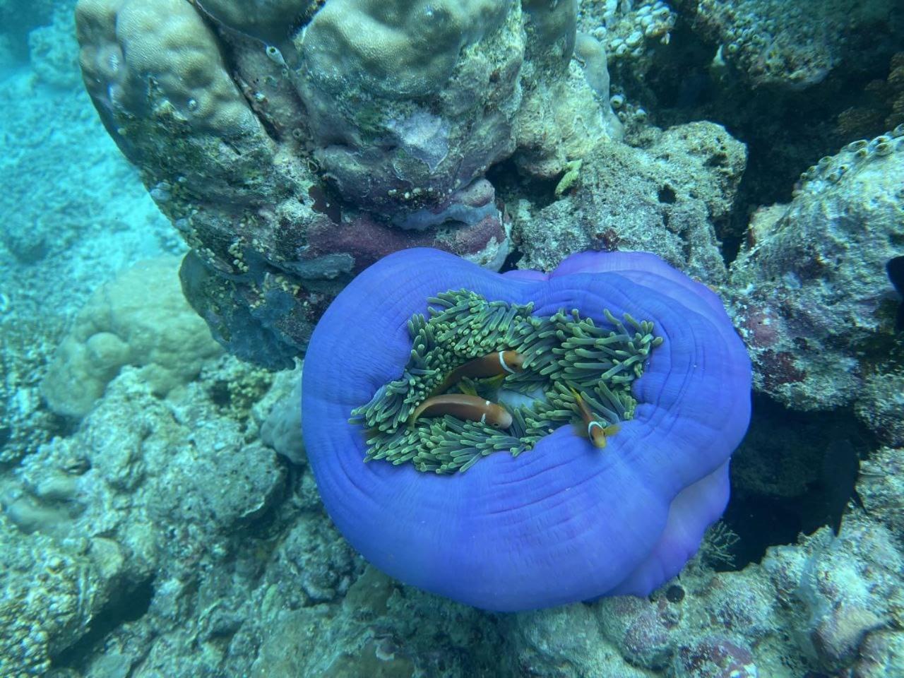 Mamello Beach Club Maldives Feridhoo Eksteriør billede