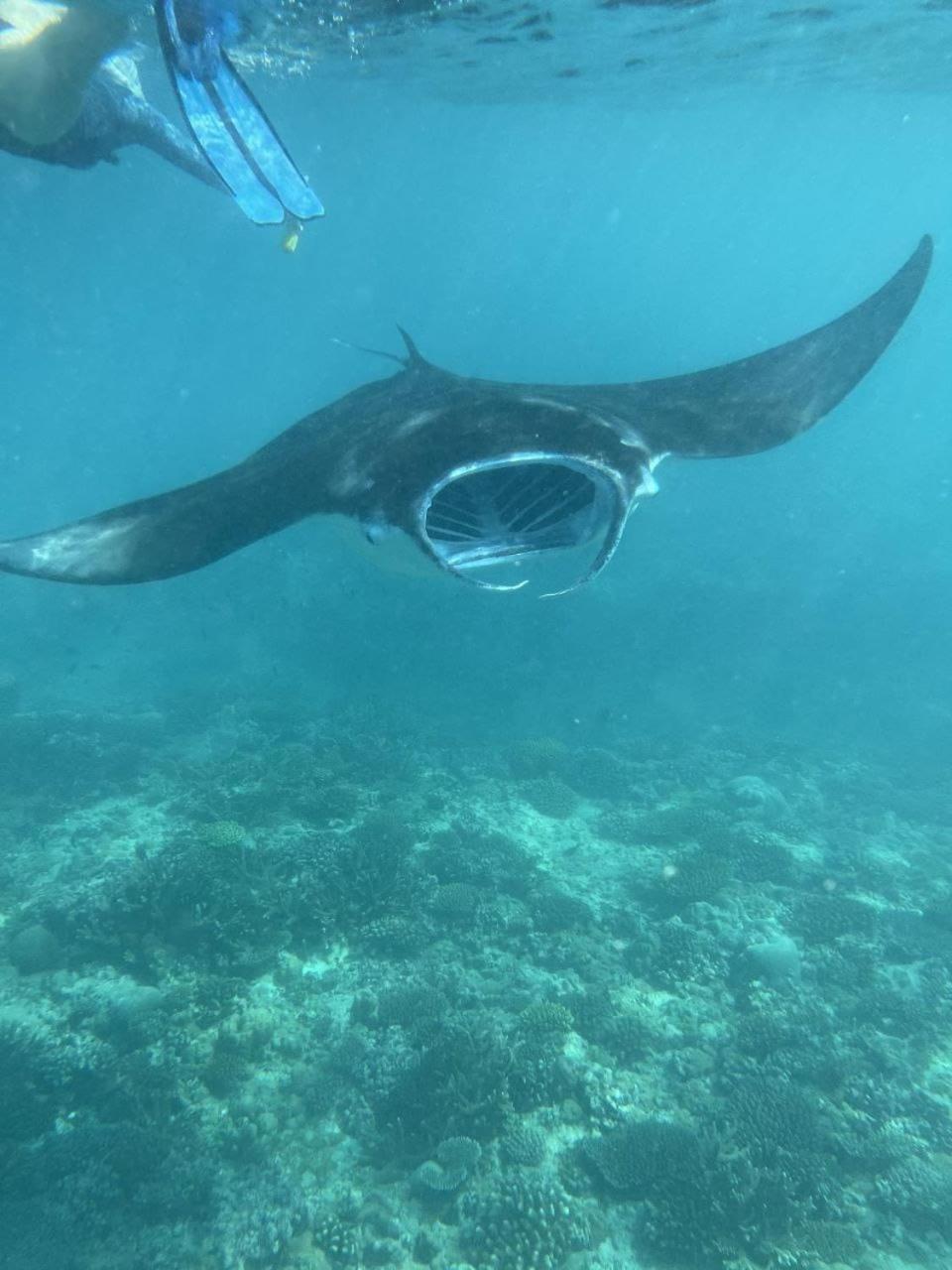 Mamello Beach Club Maldives Feridhoo Eksteriør billede