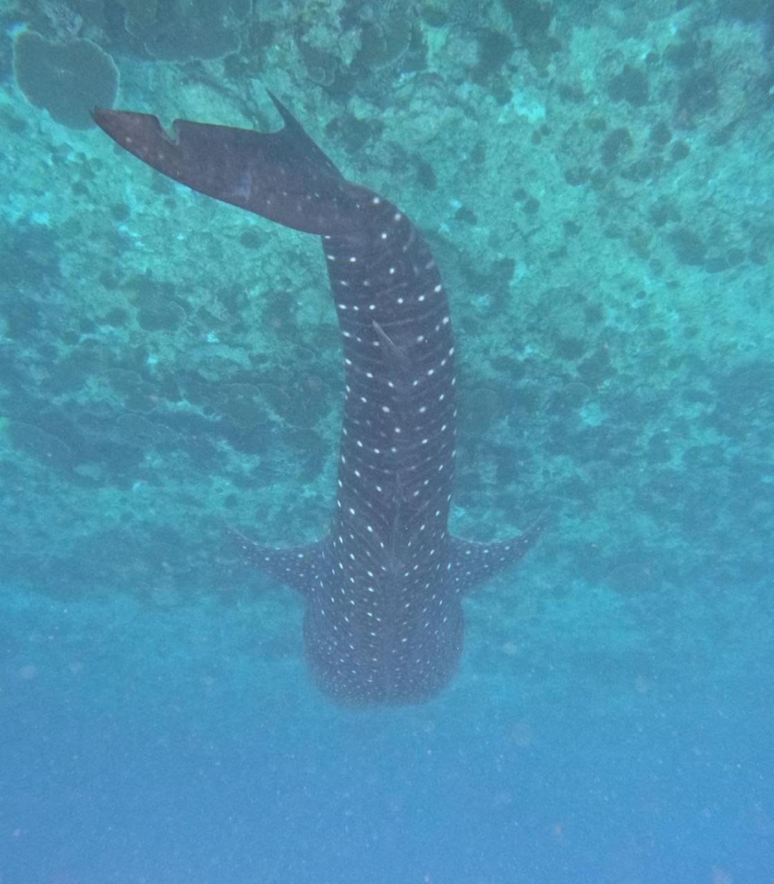 Mamello Beach Club Maldives Feridhoo Eksteriør billede